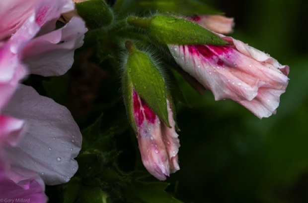 Rain on Geranium Buds
Potted Plant - Front Yard
Tigard OR