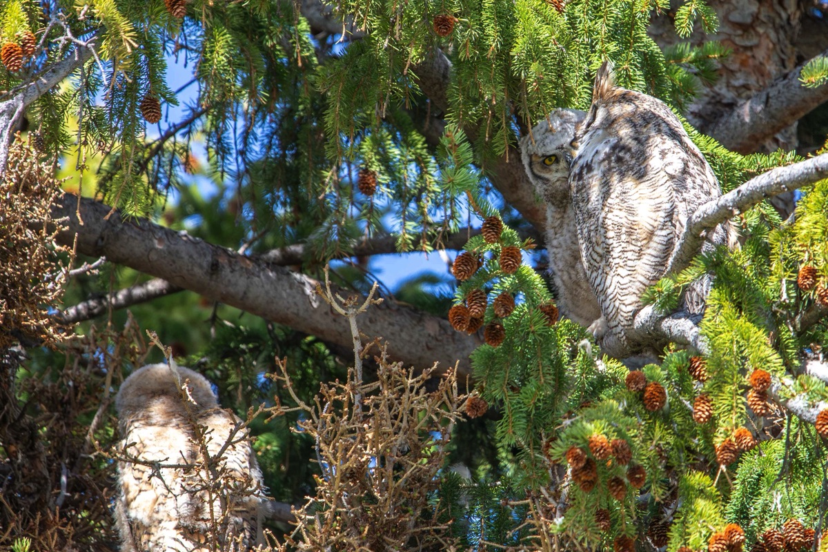 Horned Owl with OwletsMammoth Hot SpringsYellowstone