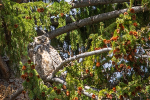 Horned Owl with Owlet by sideMammoth Hot SpringsYellowstone